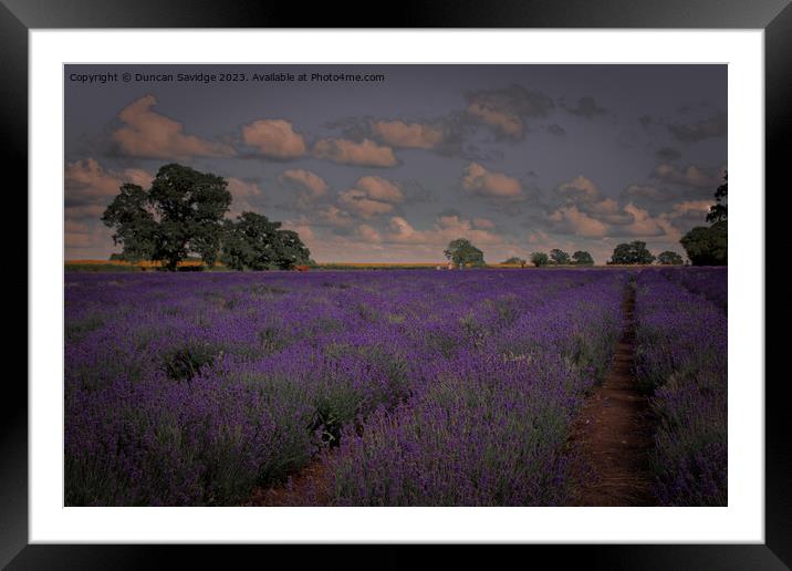 Somerset Lavender Field  Framed Mounted Print by Duncan Savidge