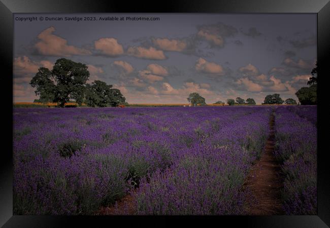 Somerset Lavender Field  Framed Print by Duncan Savidge