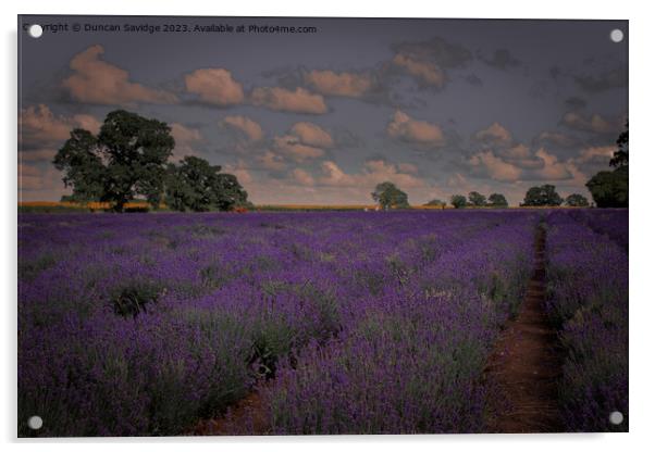 Somerset Lavender Field  Acrylic by Duncan Savidge