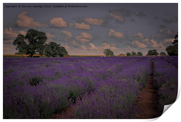 Somerset Lavender Field  Print by Duncan Savidge