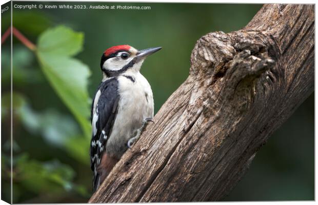 Juvenile woodpecker searching for bugs to eat on rotting log Canvas Print by Kevin White