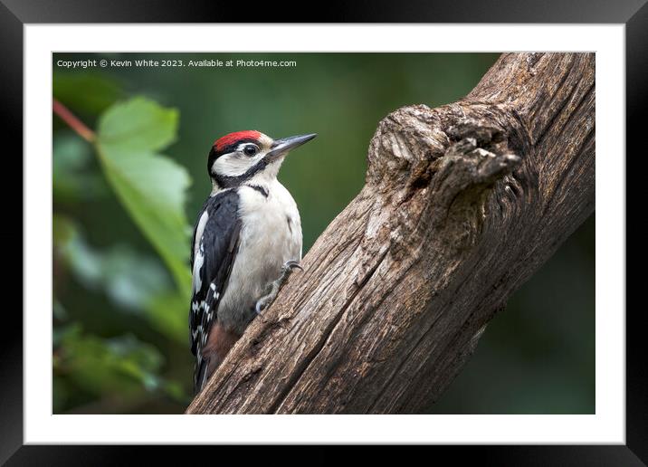 Juvenile woodpecker searching for bugs to eat on rotting log Framed Mounted Print by Kevin White