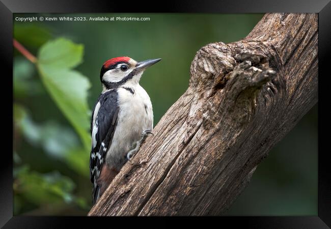 Juvenile woodpecker searching for bugs to eat on rotting log Framed Print by Kevin White