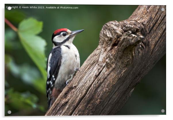 Juvenile woodpecker searching for bugs to eat on rotting log Acrylic by Kevin White