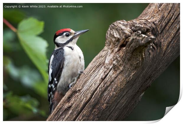 Juvenile woodpecker searching for bugs to eat on rotting log Print by Kevin White