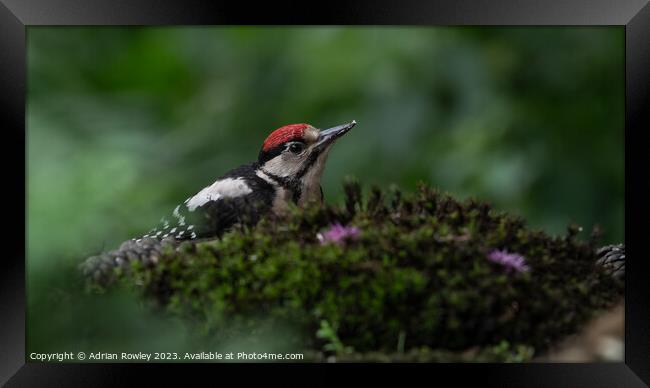Serene Woodpecker in Natural Habitat Framed Print by Adrian Rowley