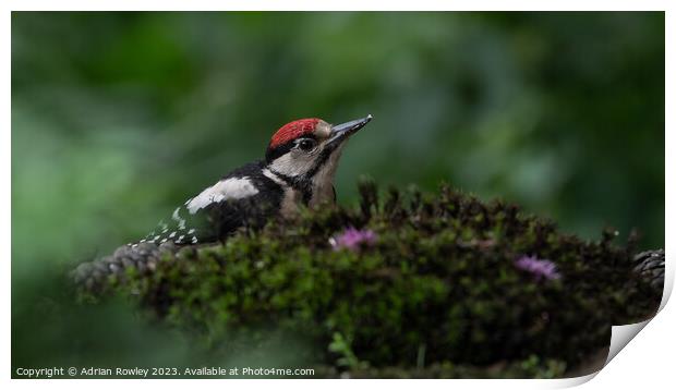 Serene Woodpecker in Natural Habitat Print by Adrian Rowley