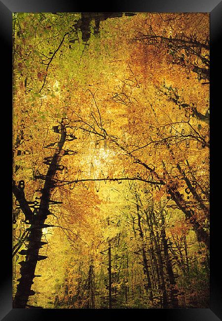 Autumn Colours Abstract II Framed Print by Natalie Kinnear