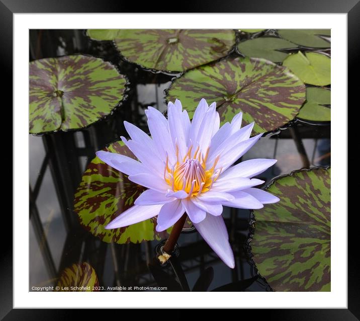 Serenity Blooms: Captivating Floral Stillness Framed Mounted Print by Les Schofield