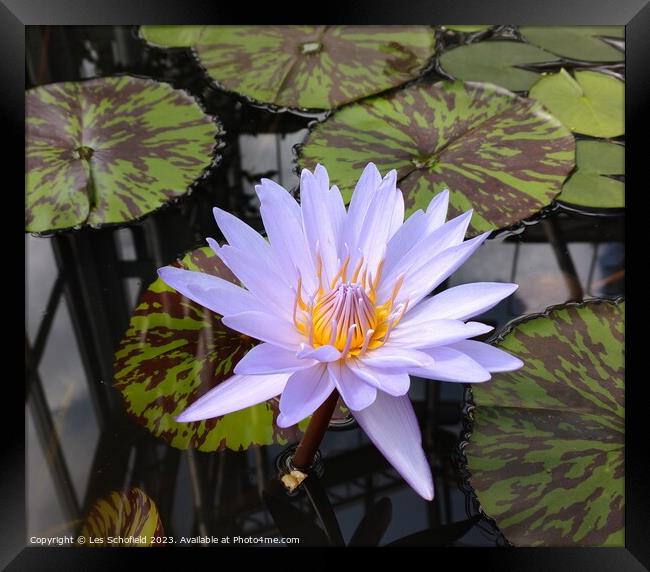 Serenity Blooms: Captivating Floral Stillness Framed Print by Les Schofield