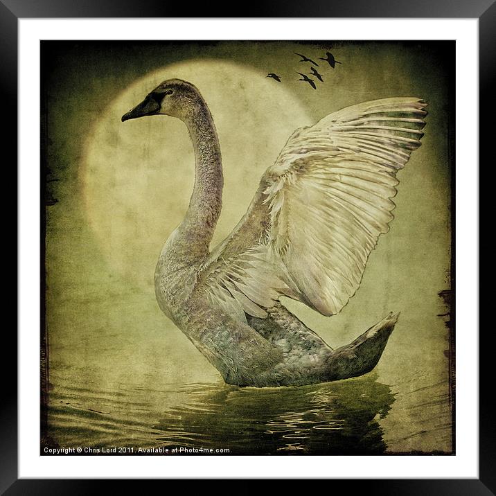 The Cygnet Framed Mounted Print by Chris Lord