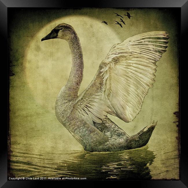 The Cygnet Framed Print by Chris Lord