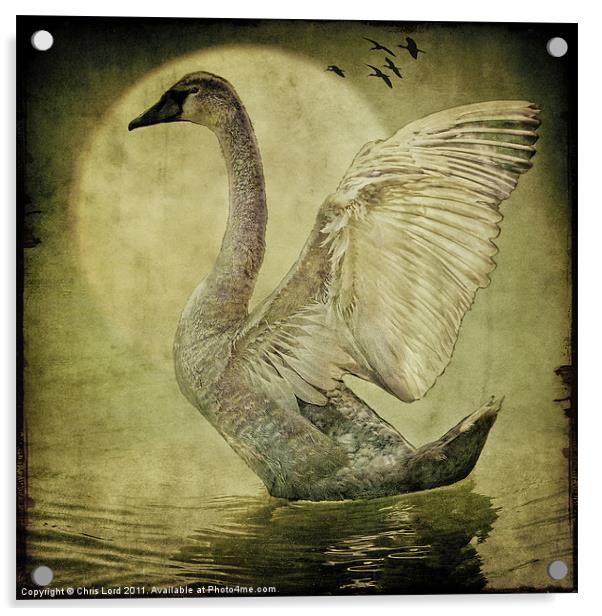 The Cygnet Acrylic by Chris Lord