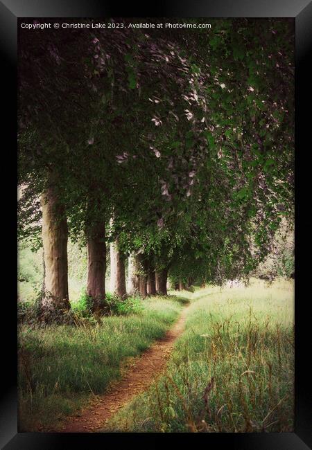 The Tree Lined Path Framed Print by Christine Lake
