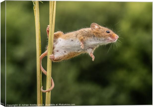 Curious Harvest Mouse Engages with the Lens Canvas Print by Adrian Rowley