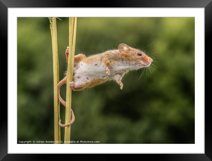 Curious Harvest Mouse Engages with the Lens Framed Mounted Print by Adrian Rowley