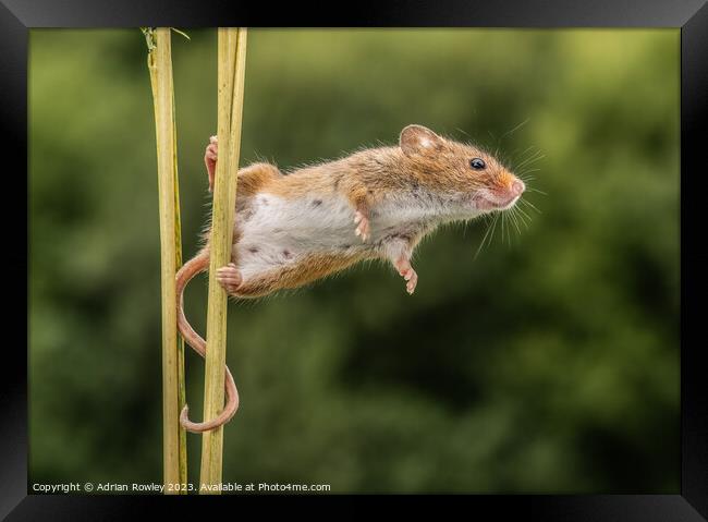 Curious Harvest Mouse Engages with the Lens Framed Print by Adrian Rowley