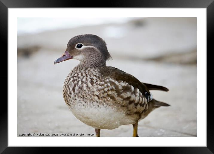 Mandarin female duck Framed Mounted Print by Helen Reid