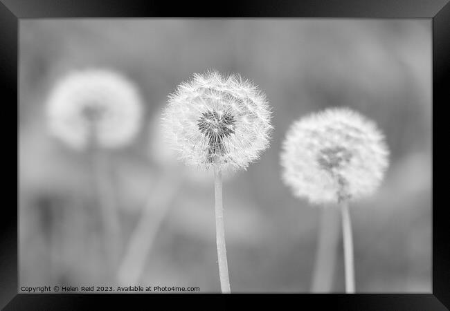 Dandelion seed head in black and white Framed Print by Helen Reid