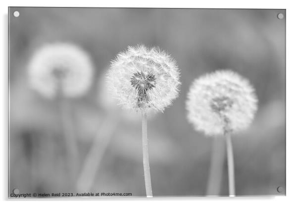 Dandelion seed head in black and white Acrylic by Helen Reid