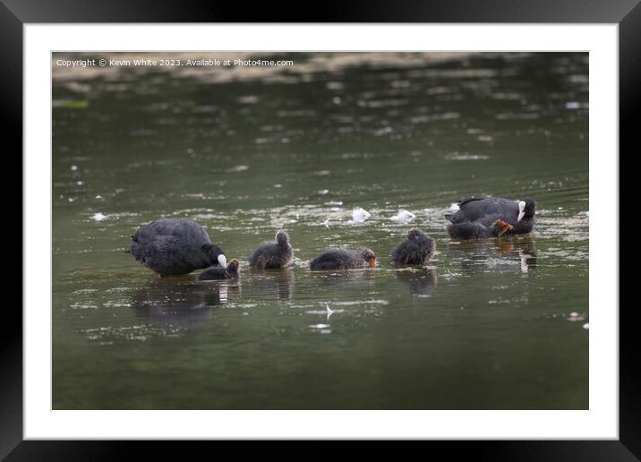 Coot family out in the rain Framed Mounted Print by Kevin White