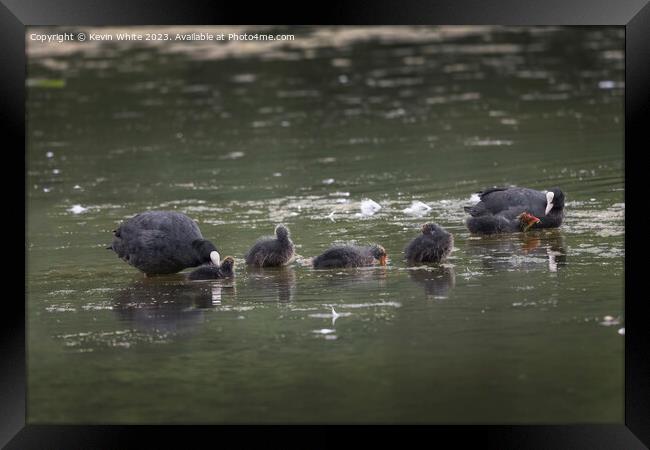 Coot family out in the rain Framed Print by Kevin White