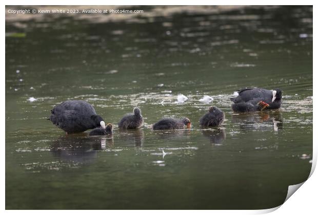 Coot family out in the rain Print by Kevin White