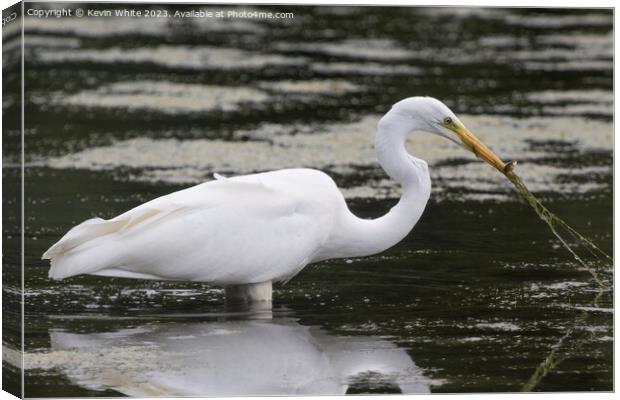 Great white egret has caught more than just a fish Canvas Print by Kevin White