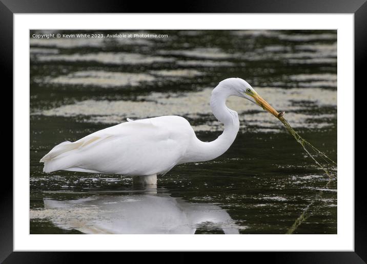 Great white egret has caught more than just a fish Framed Mounted Print by Kevin White
