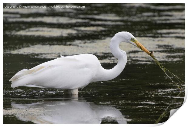 Great white egret has caught more than just a fish Print by Kevin White