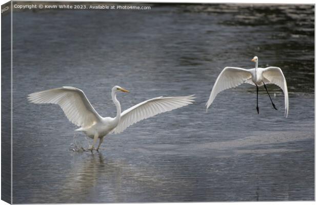Great white Egrets playing around before mating Canvas Print by Kevin White
