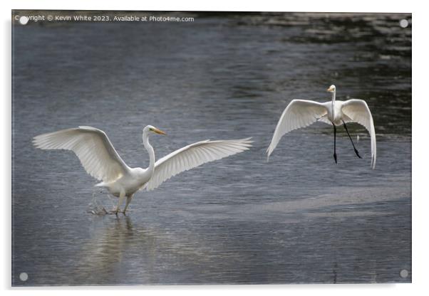 Great white Egrets playing around before mating Acrylic by Kevin White