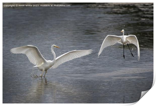 Great white Egrets playing around before mating Print by Kevin White