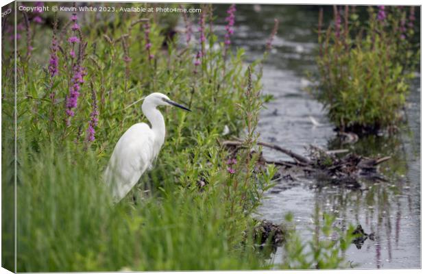 Little Egret sometimes called  white herons Canvas Print by Kevin White