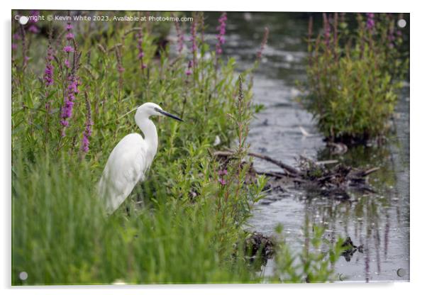 Little Egret sometimes called  white herons Acrylic by Kevin White