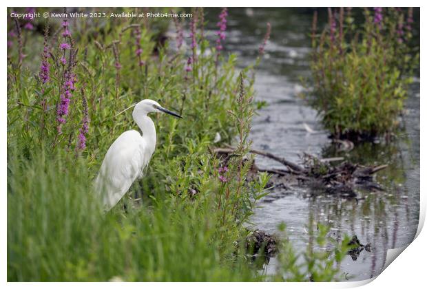 Little Egret sometimes called  white herons Print by Kevin White