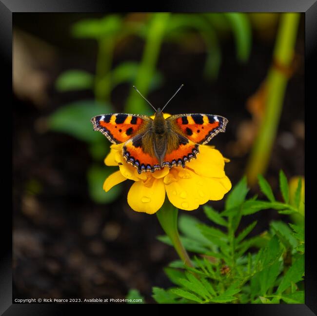 Butterfly Framed Print by Rick Pearce