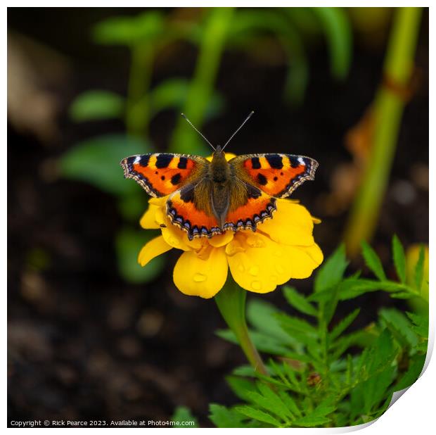 Butterfly Print by Rick Pearce