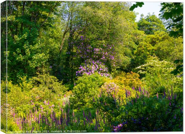 Enchanting Blossoms in Penllergaer Woods Canvas Print by Rick Pearce