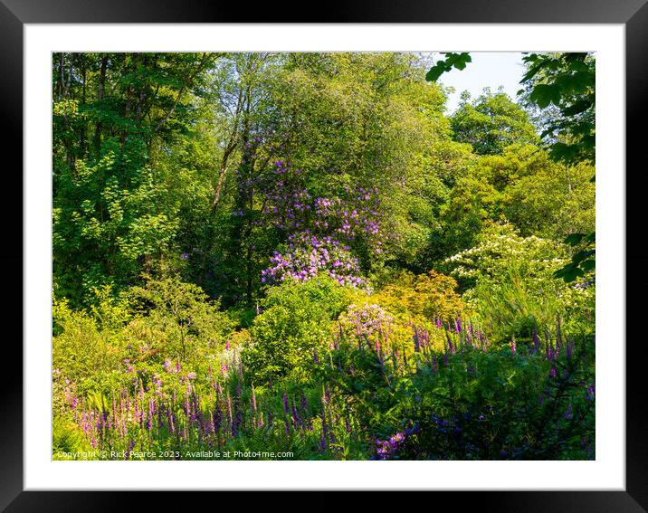 Enchanting Blossoms in Penllergaer Woods Framed Mounted Print by Rick Pearce