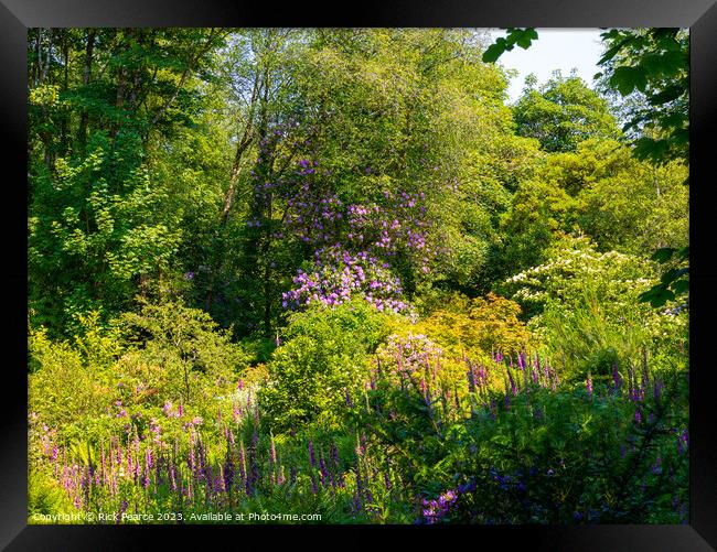 Enchanting Blossoms in Penllergaer Woods Framed Print by Rick Pearce