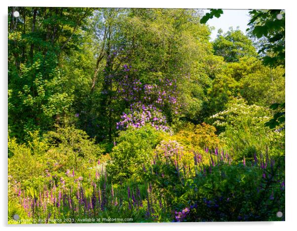 Enchanting Blossoms in Penllergaer Woods Acrylic by Rick Pearce