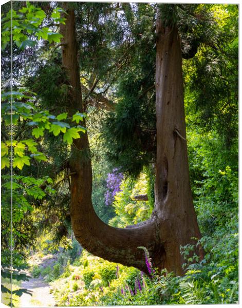 U shaped tree Canvas Print by Rick Pearce