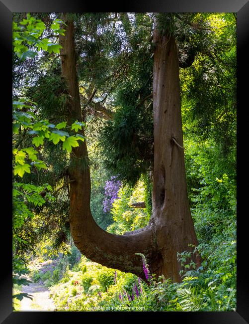 U shaped tree Framed Print by Rick Pearce