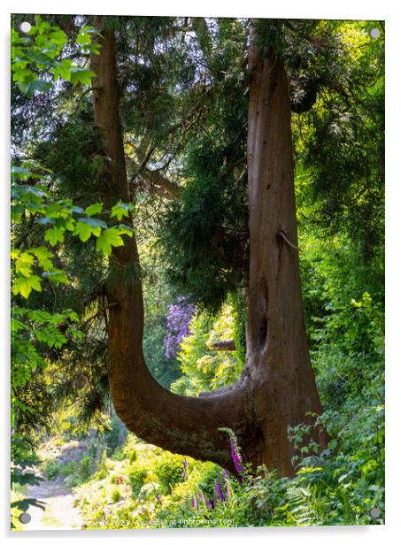 U shaped tree Acrylic by Rick Pearce