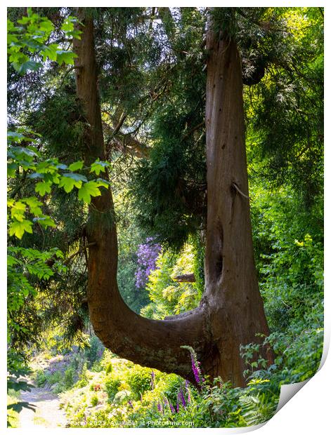 U shaped tree Print by Rick Pearce