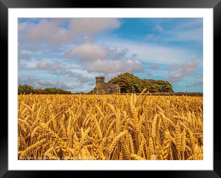 Fields of Gold  Framed Mounted Print by Ian Stone
