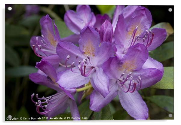 Purple Flower Acrylic by Colin Daniels