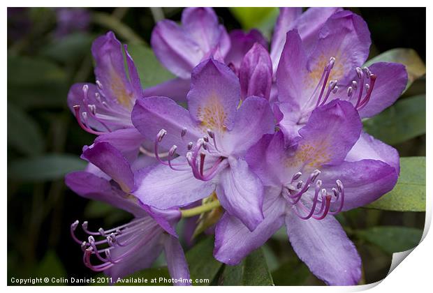 Purple Flower Print by Colin Daniels