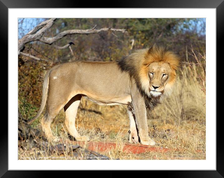 Lion, Okonjima Reserve, Namibia, Africa Framed Mounted Print by Geraint Tellem ARPS
